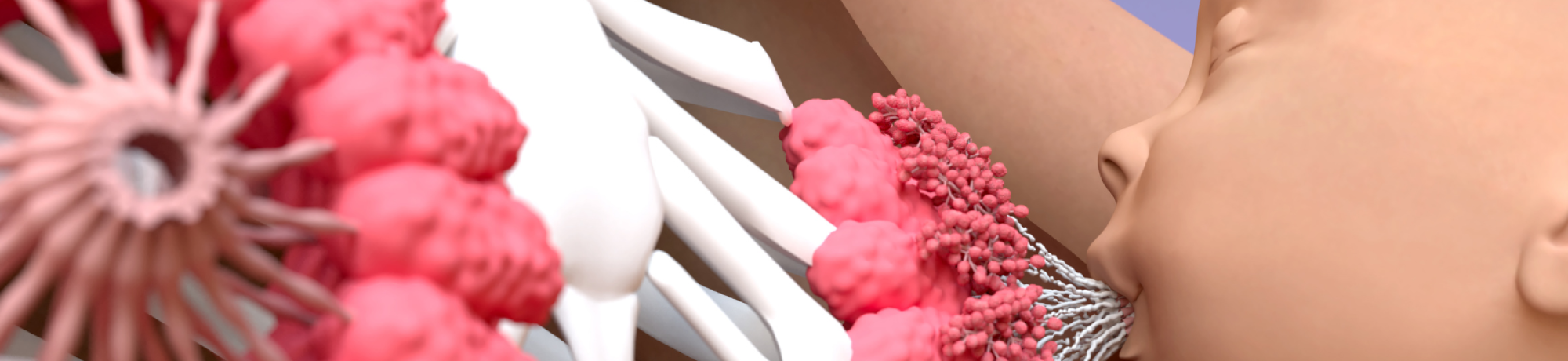 3D medical graphic of infant breastfeeding with pink virus-like particles on breast and ribs